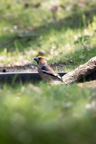 Bouvreuil sur l'eau | oiseaux du Sud-Kennemerland par Dylan gaat naar buiten