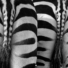 zebra's van Cindy Schipper