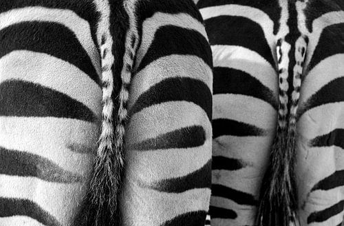 zebra's