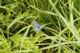 Vlinder by Jeroen ten Caat