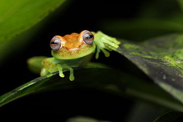 Polka-dot tree frog van Simon Hazenberg