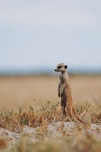 Suricate veillant sur les marais salants du Botswana