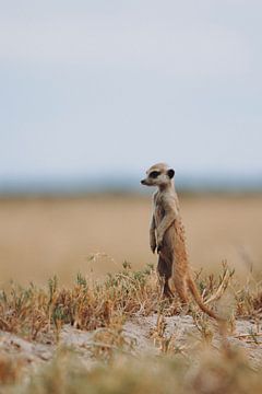 Stokstaartje houdt de wacht in de zoutpannen van Botswana van Geke Woudstra