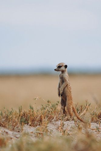 Erdmännchen, das auf den Salzpfannen von Botswana Wache hält