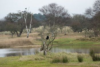 Vögel in den Bäumen in der Nähe eines Teiches