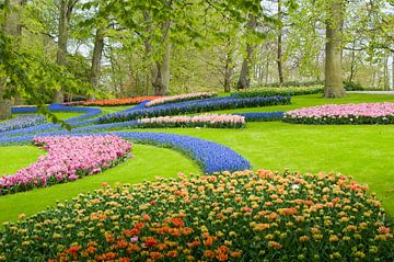 Bloemenveld in de Keukenhof