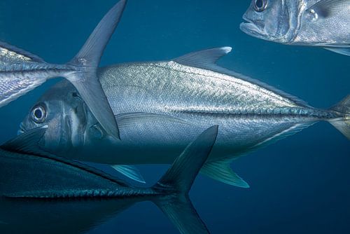 Mackerel @ Komodo, Indonesia
