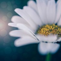 Margriet