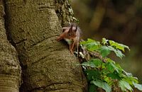Eichhörnchen auf Baumstamm