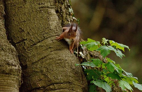 Eekhoorn op boomstam