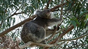 Koala op de uitkijk van Chris van Kan