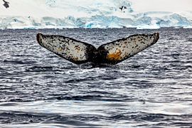 Humpback whales in the Antarctic by Roland Brack