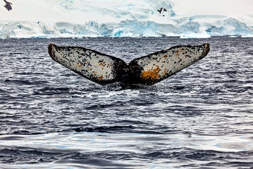 Bultruggen op Antarctica