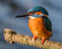 Kingfisher