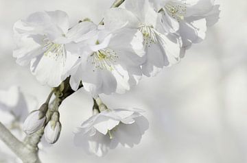 Fleur de cerisier sur Violetta Honkisz