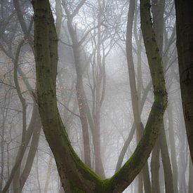 The Fork by shX.photography