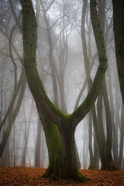 La fourchette par shX.photography