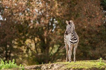 Zebra von Saartje Lommelen