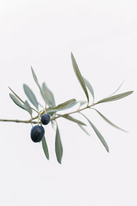 Olivenbaum | Olivenzweige | Botanisches Foto | Grün
