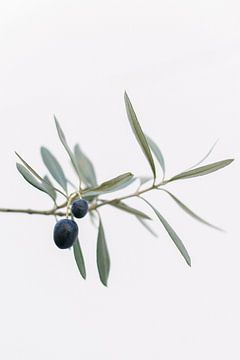 Olivenbaum | Olivenzweige | Botanisches Foto | Grün von Mirjam Broekhof