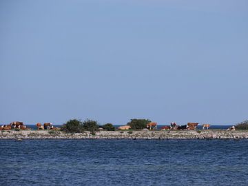 vaches sur une digue