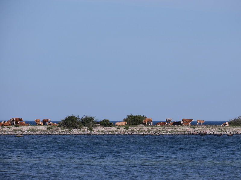 cows on a dyke by Geertjan Plooijer