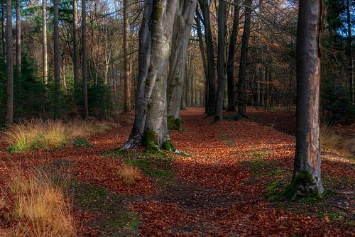 Autumn in the Sterrenbos in Gorssel.