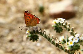 Oranje vrolijkheid 2
