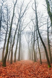 Kale bomen in de herfst in het bos van Dennis van de Water