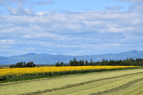 Akkers in cultuur in de zomer