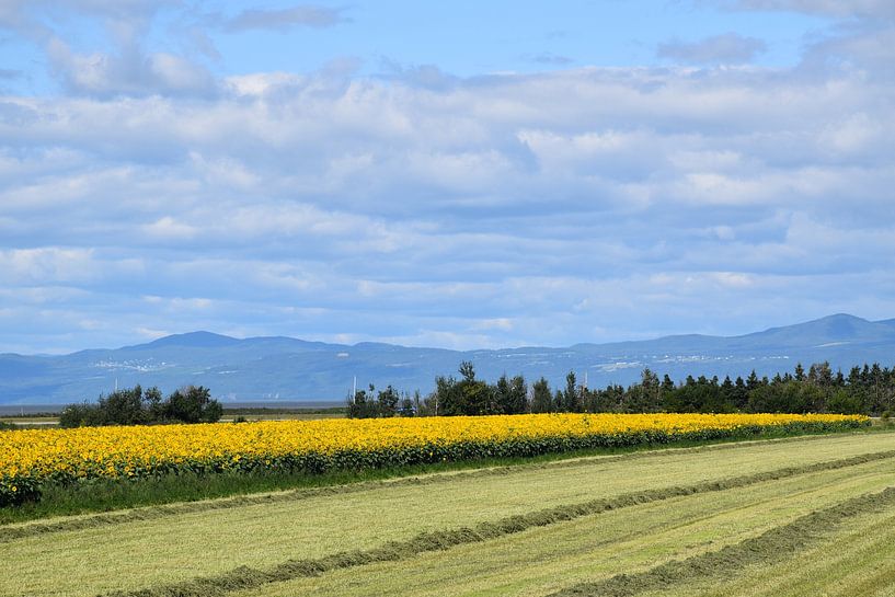 Fields in culture in summer by Claude Laprise