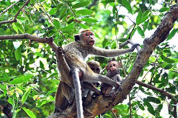 Une famille de singes dans l'arbre sur Frans van Huizen