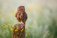 Little owl by Pim Leijen thumbnail