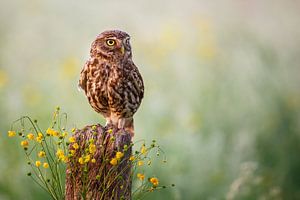 Little owl von Pim Leijen