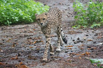 Cheetah op Nederlandse bodem van Ronald en Bart van Berkel