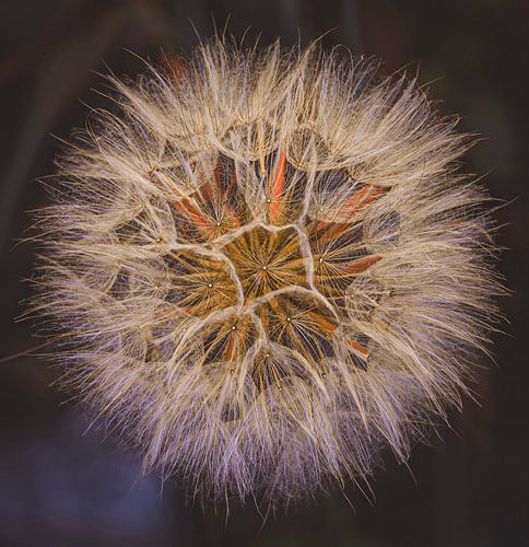 De zaadjes van de mooie paardenbloem.