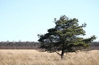 Lonely Tree