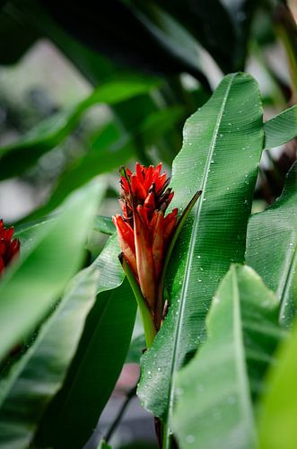 Exotische rote Blume erhebt sich zwischen Blättern