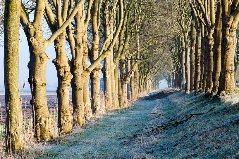 Tunnel van bomen  von René Groenendijk