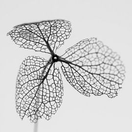 La beauté de la vieillesse, un hortensia desséché... sur Nout Ketelaar