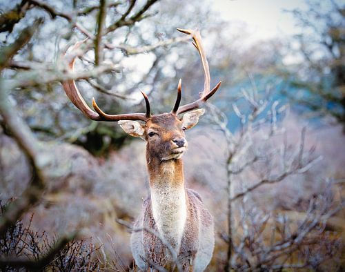 prachtig hert showt zijn gewei