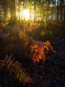 Ein schöner Herbstwald mit Sonnenharfen, die die Farne golden leuchten lassen