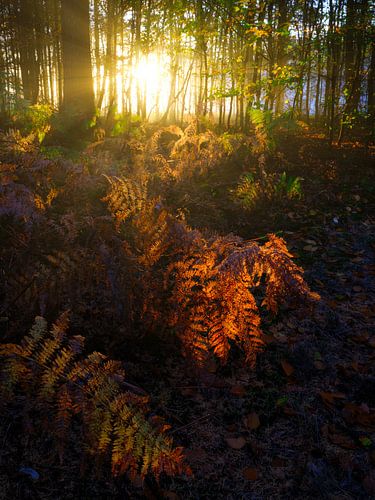 Een prachtig herfst bos met zonneharpen die de varens een gouden gloed geven