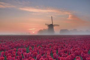 Bollenveld in de ochtendmist van John Leeninga