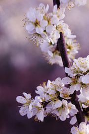 Vertical blossom by Joran Quinten