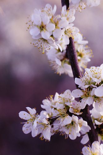 Fleurs verticales