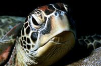 Zeeschildpad (groene schildpad) van Alexander Schulz thumbnail