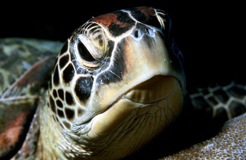 Zeeschildpad (groene schildpad) van Alexander Schulz