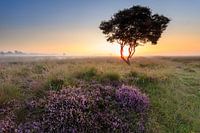 Afrika in Twente