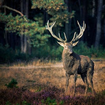 Red deer in the rut by Evert Jan Kip